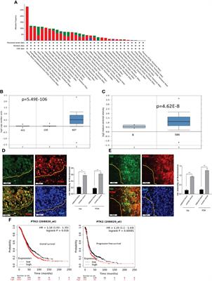 FAK PROTAC Inhibits Ovarian Tumor Growth and Metastasis by Disrupting Kinase Dependent and Independent Pathways